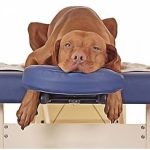 Massage de votre animal