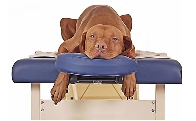 Massage de votre animal